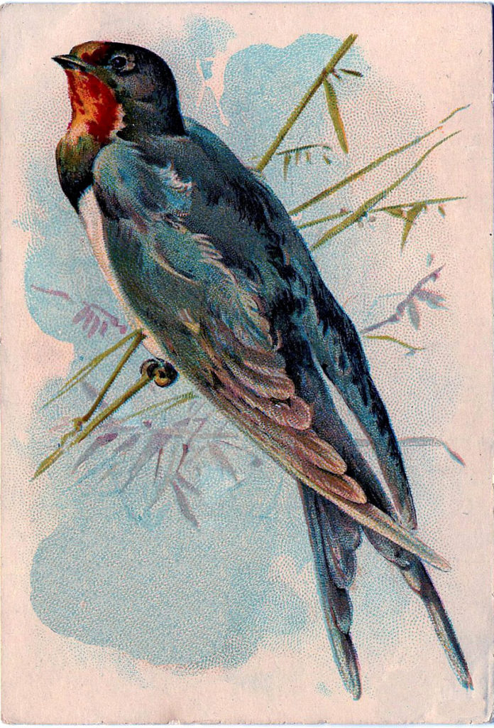 Sewing Bird Swallow Image