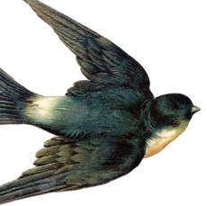 Flying Swallow Bird Image