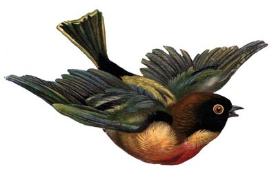 Victorian Scrap Clip Art - Flying Bird - The Graphics Fairy