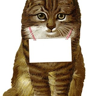 A cat wearing a tag