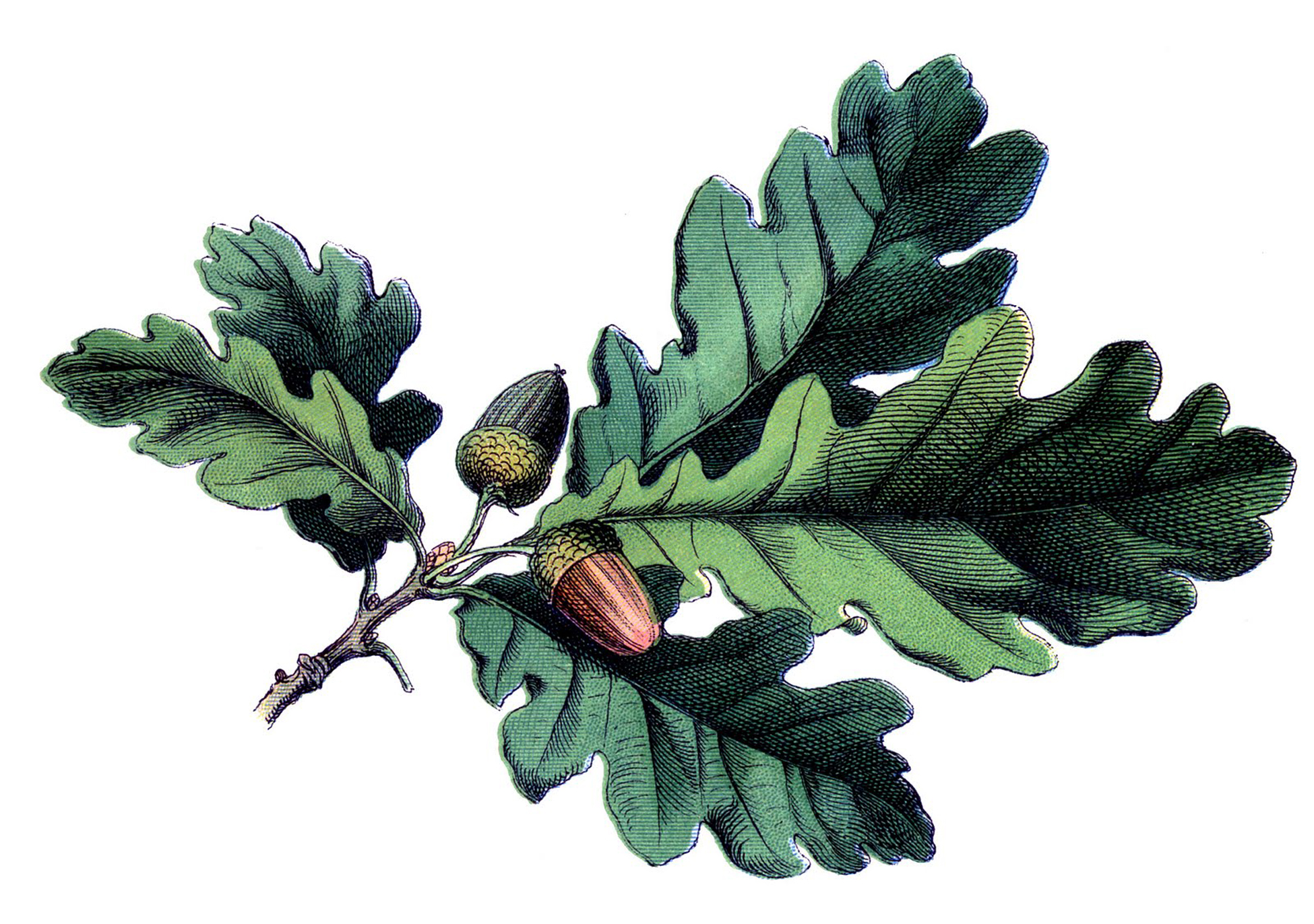 oak leaves and acorns