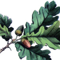 Picture of Oak leaves