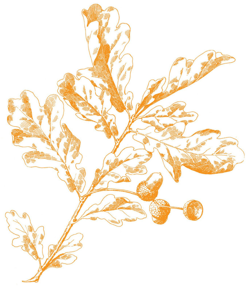 Oak Leaves Image Gold