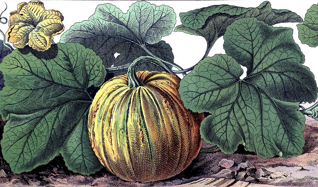 Vintage Halloween Graphic - Botanical Pumpkin - The 