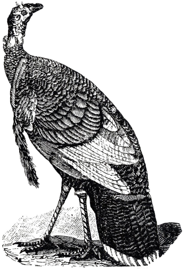 Antique Black and White Turkey Image