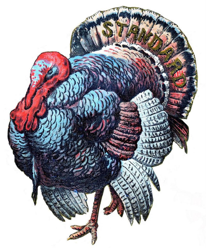 Thanksgiving Image of Turkey