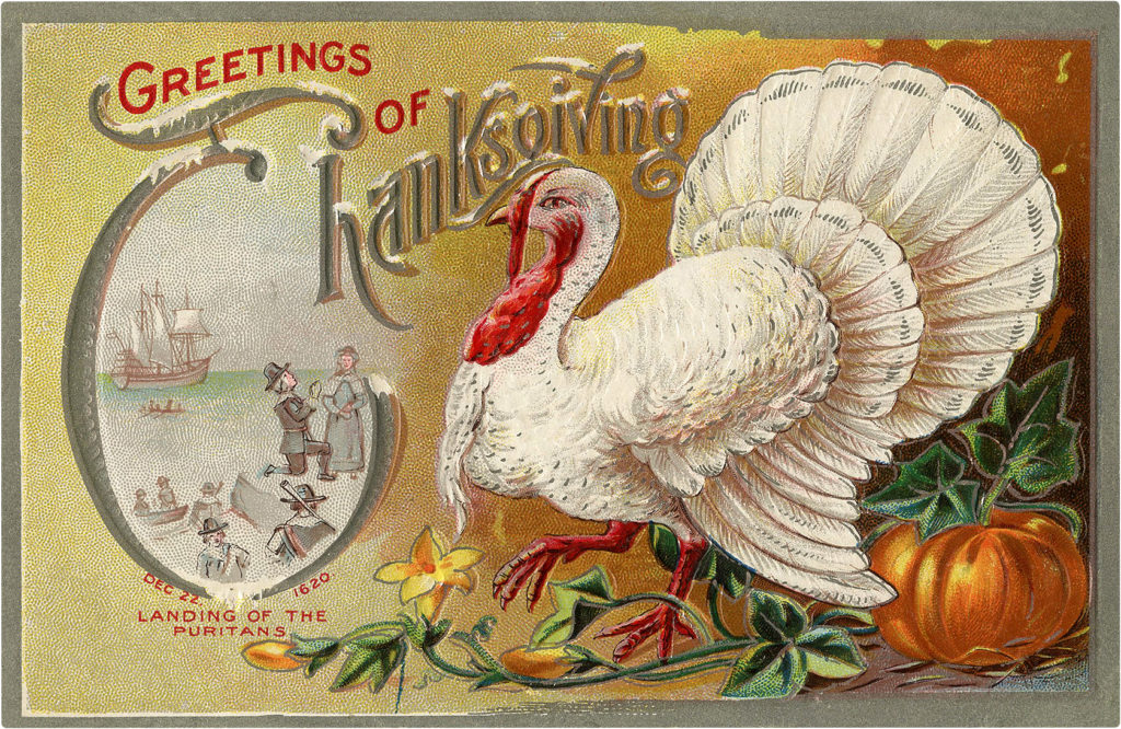 White Turkey Vintage Postcard