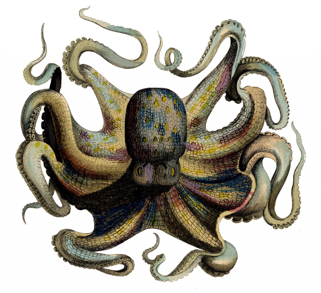 Beautiful Full Color Octopus Image