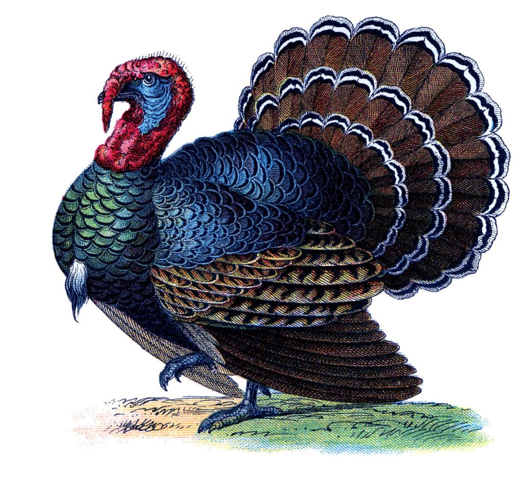 7 Thanksgiving Turkey Images! - The Graphics Fairy