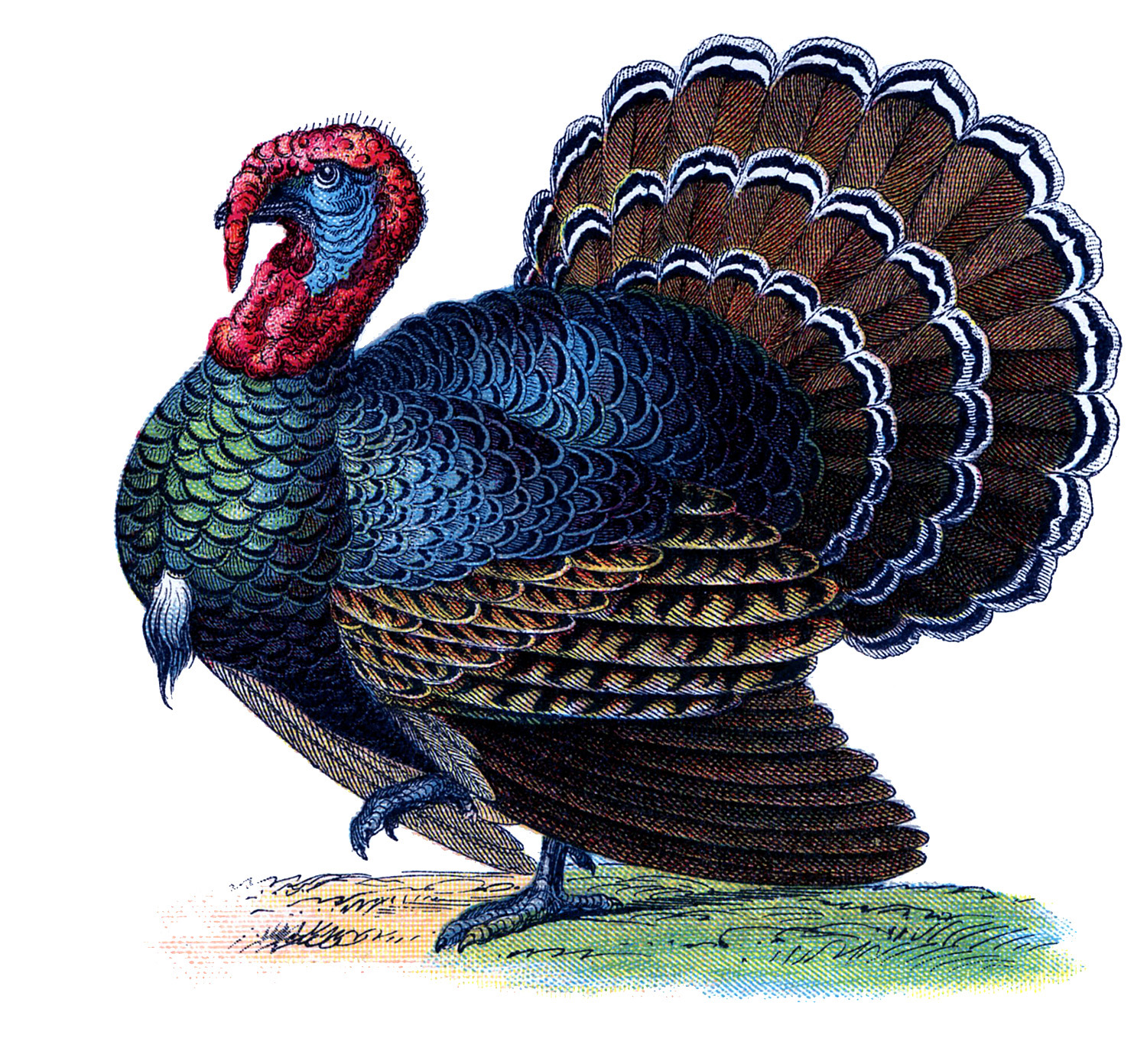 thanksgiving turkey drawings in color