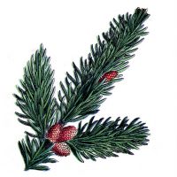 Pine branch image