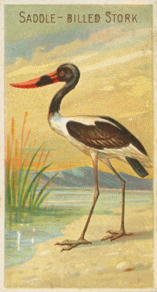 Stork image