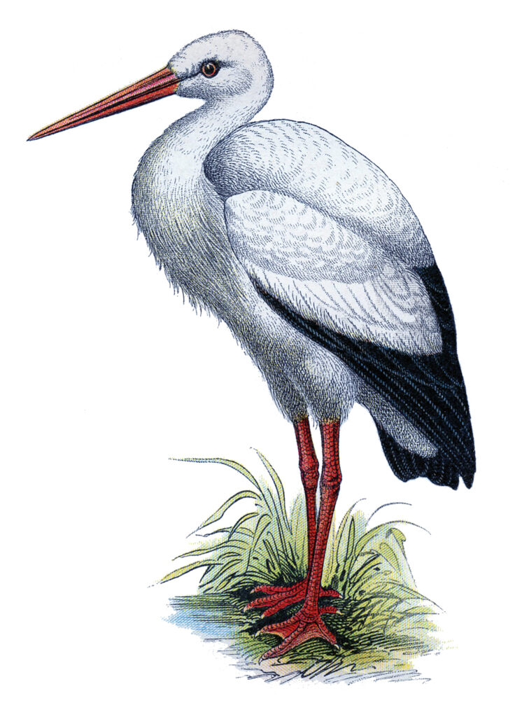 Vintage Stork Image