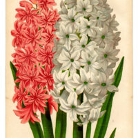 Hyacinth Printable with Pink and White Flowers
