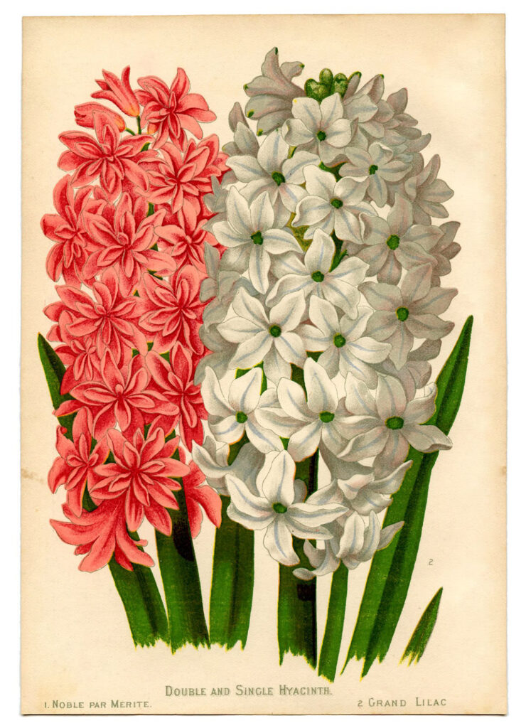 Hyacinth Printable with Pink and White Flowers