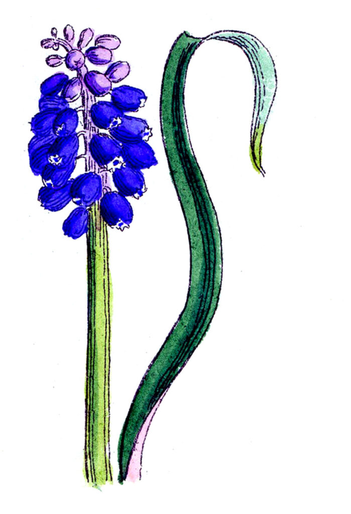 Purple Grape Hyacinth Image