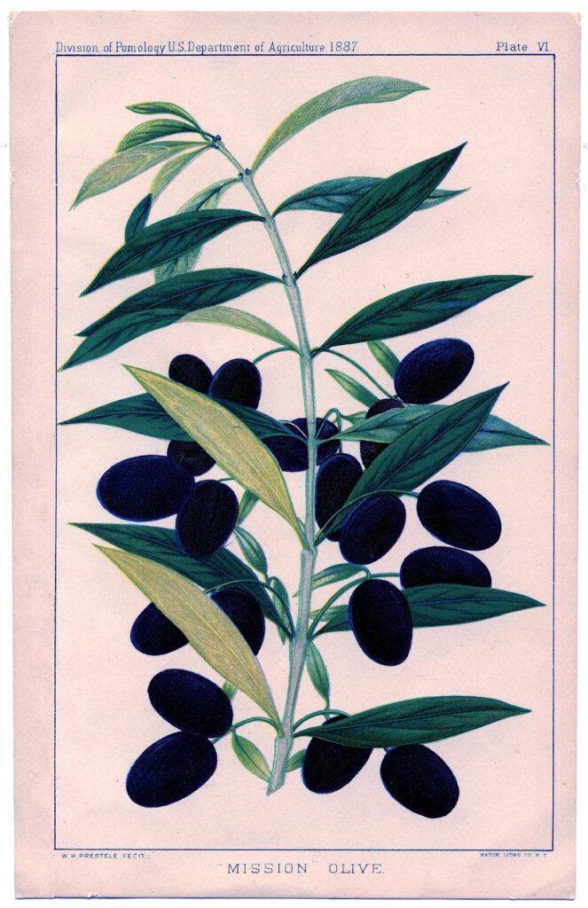 Olives Botanical Print