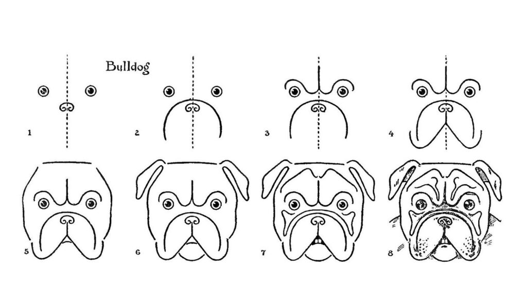 Diagram of how to draw Bulldogs