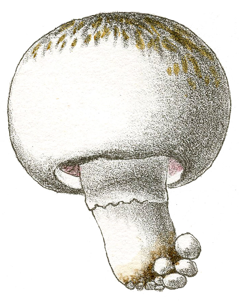 Mushroom Drawing Easy! - The Graphics Fairy