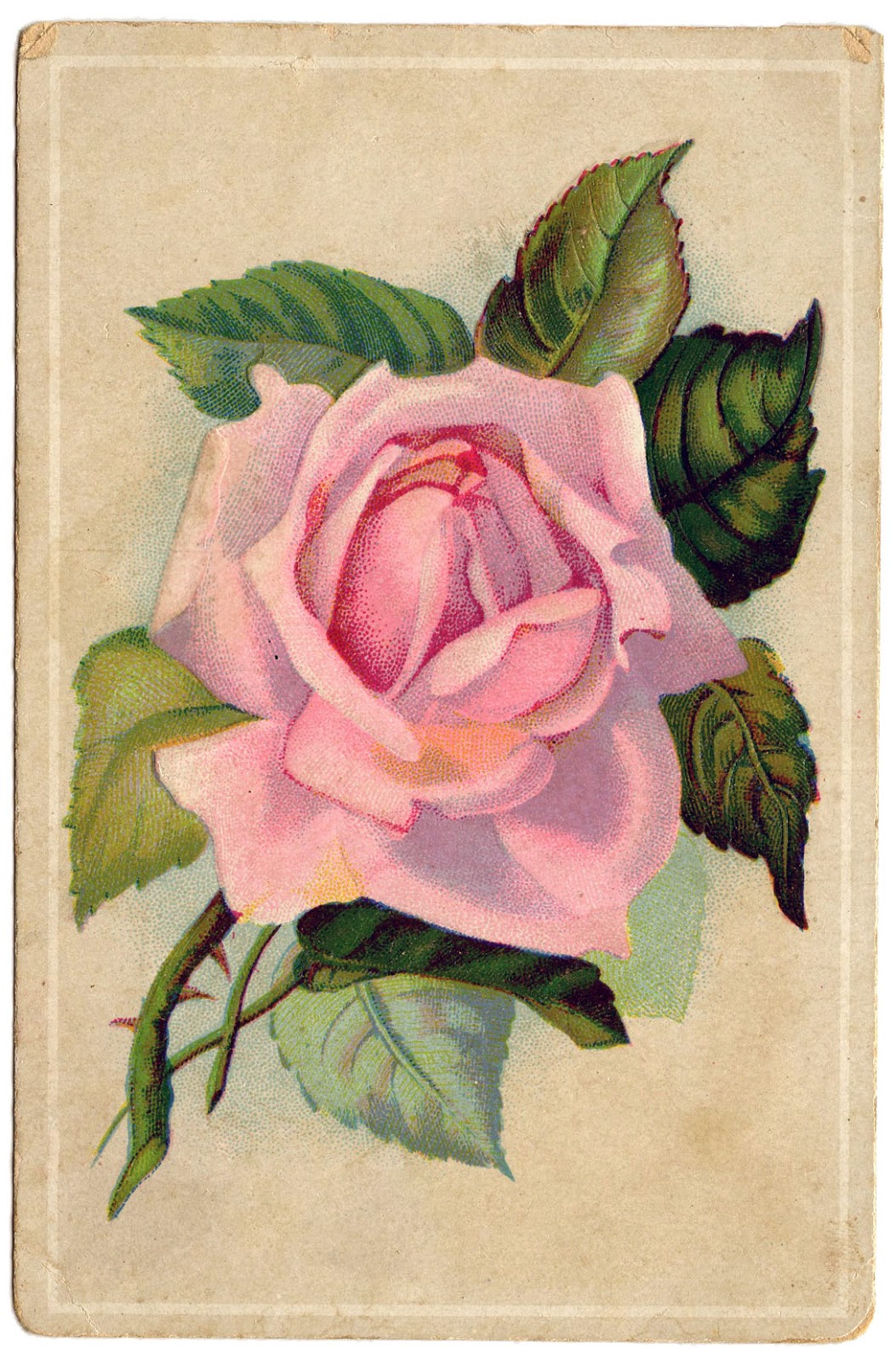 Vintage Image - Really Lovely Pink Rose Card - The Graphics Fairy