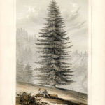 Giant Christmas Tree Printable