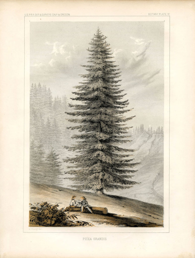 Giant Christmas Tree Printable 
