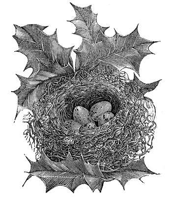 Room in the Nest by Holly Marlow