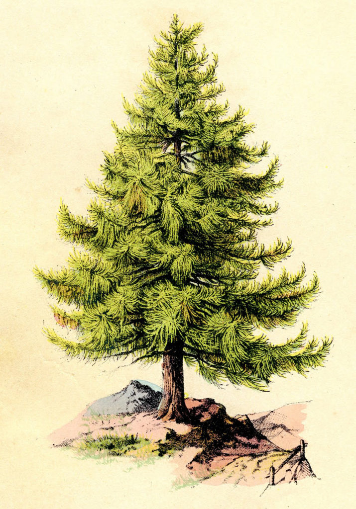 Perfect Pine Tree Image