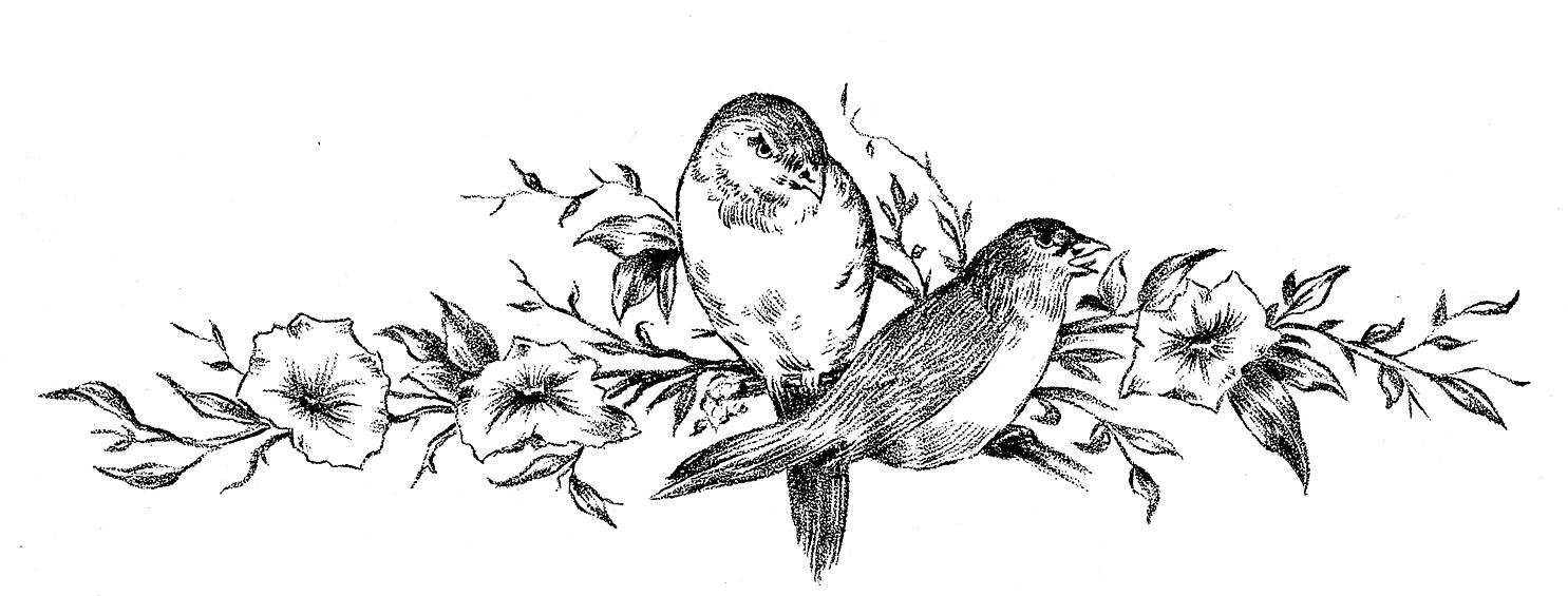 Vintage Sketches - Birds on Floral Branch - The Graphics Fairy