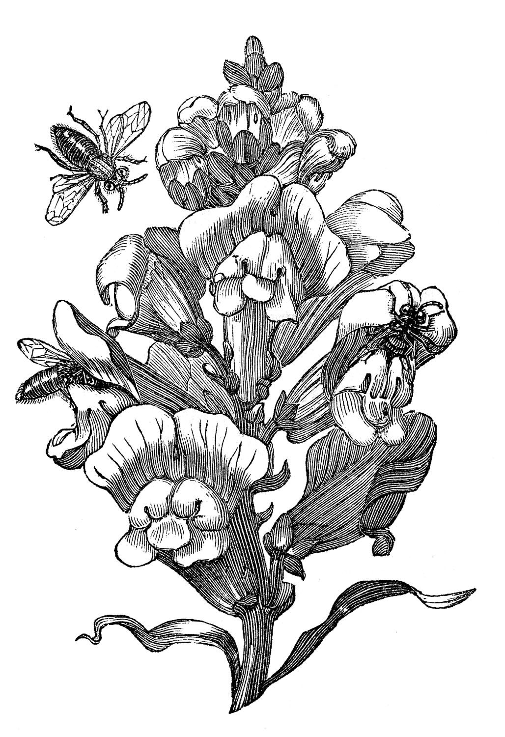 Antique Image - Bees with Snapdragon - Botanical - The Graphics Fairy