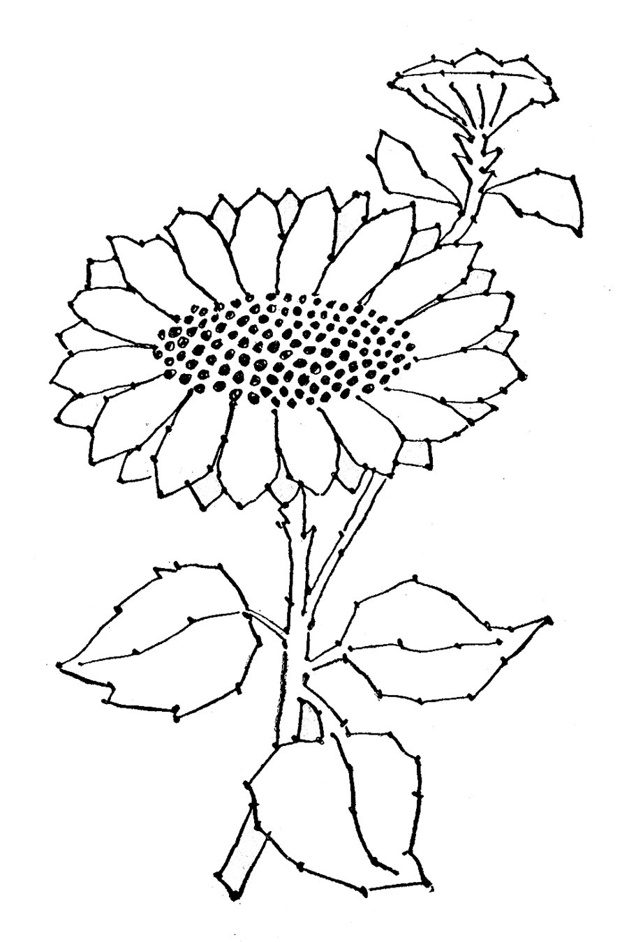 Embroidery Pattern - Sunflower Line Art - The Graphics Fairy