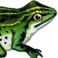 Green Frog image