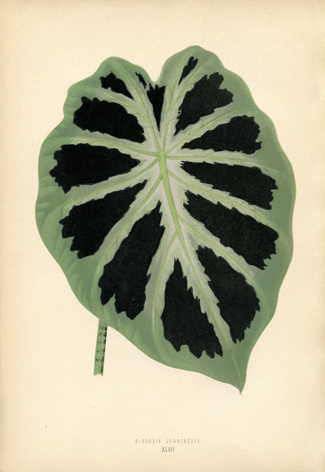 Vintage Printable Leaf Botanical The Graphics Fairy