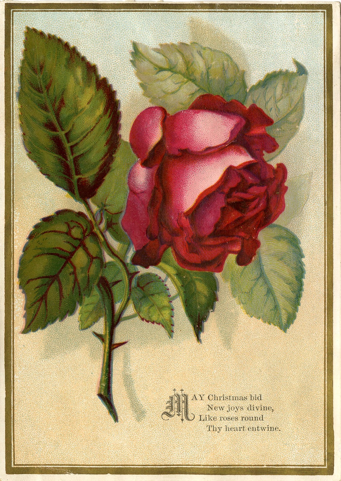 Victorian Images - Beautiful Red Rose - The Graphics Fairy