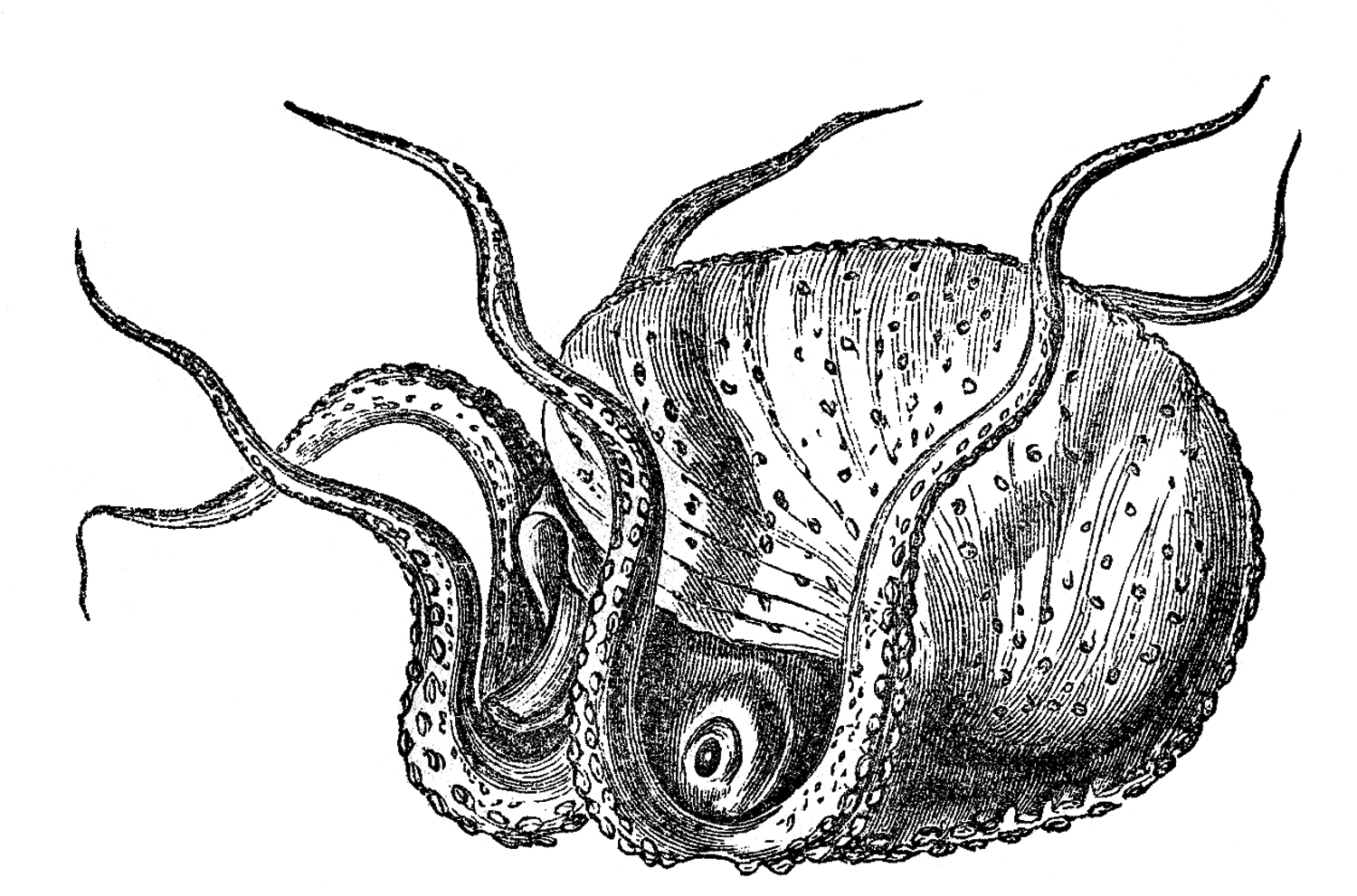 Argonaut Octopus