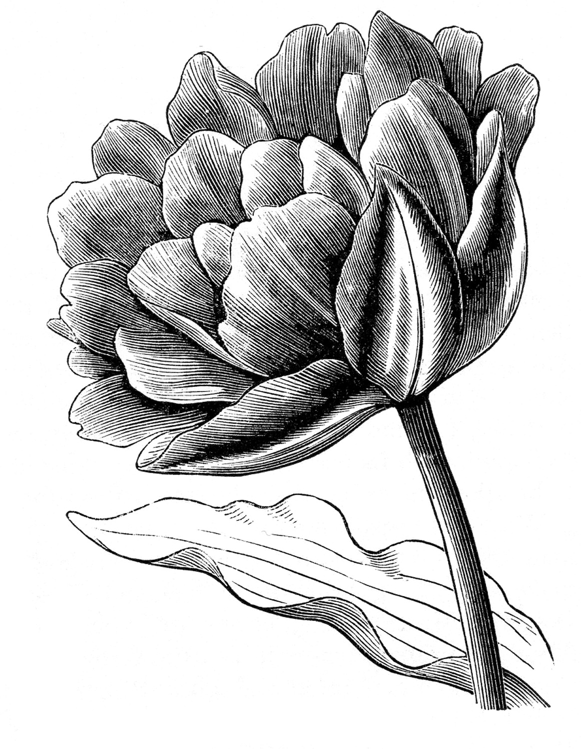 Tulip clipart