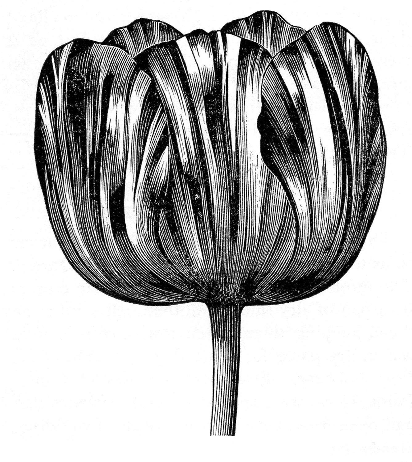black and white tulip illustration