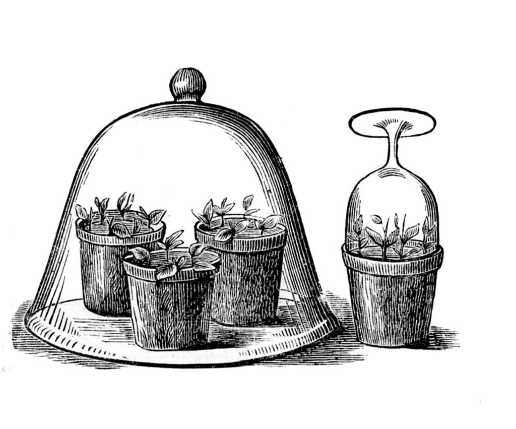 Glass Bell Jars Clipart with potted plants