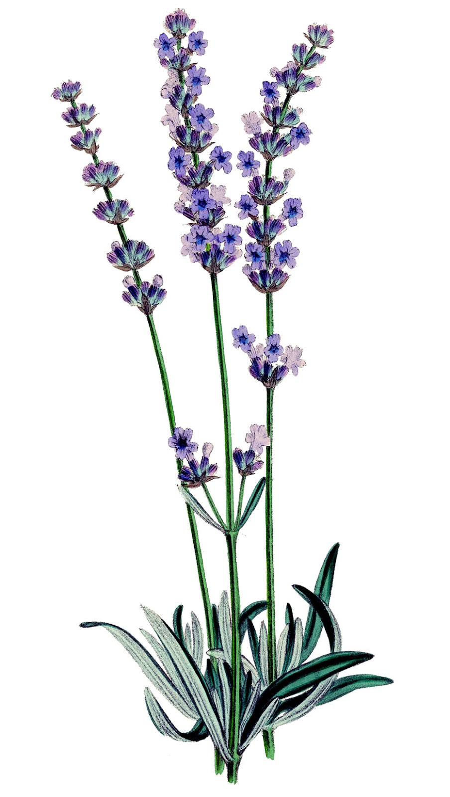 vintage stock image lavender plant botanical the