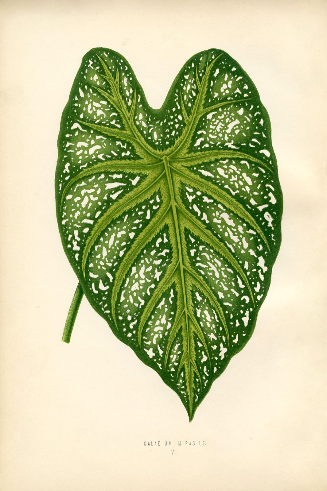Printable Wall Decor Botanical Leaf The Graphics Fairy