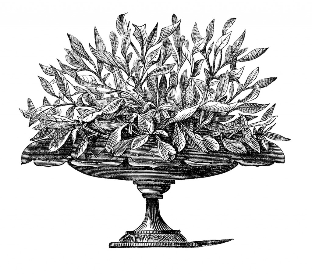 House Plant Clipart Image