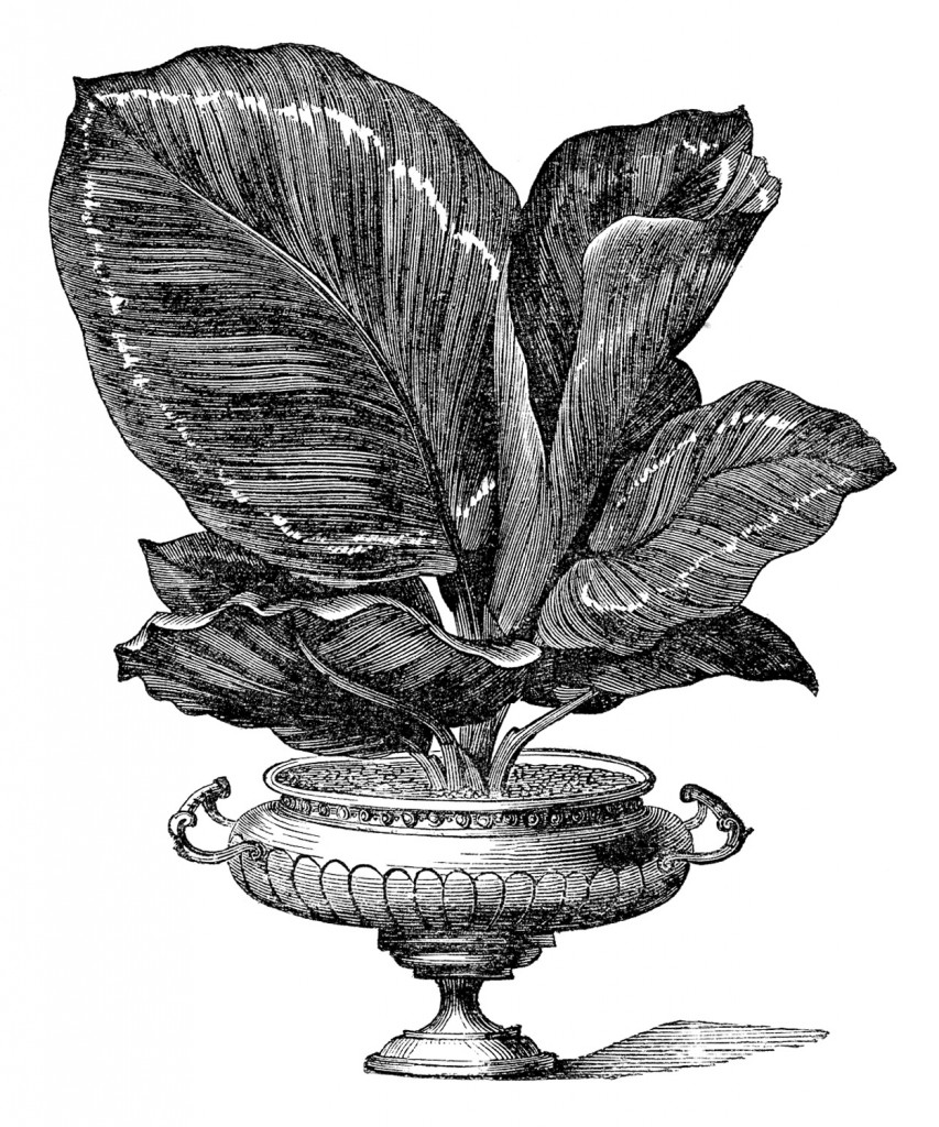 Victorian House Plant