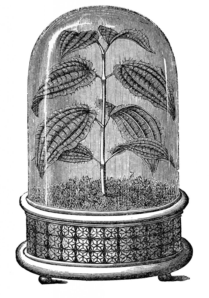 Black and white Cloche image with plant
