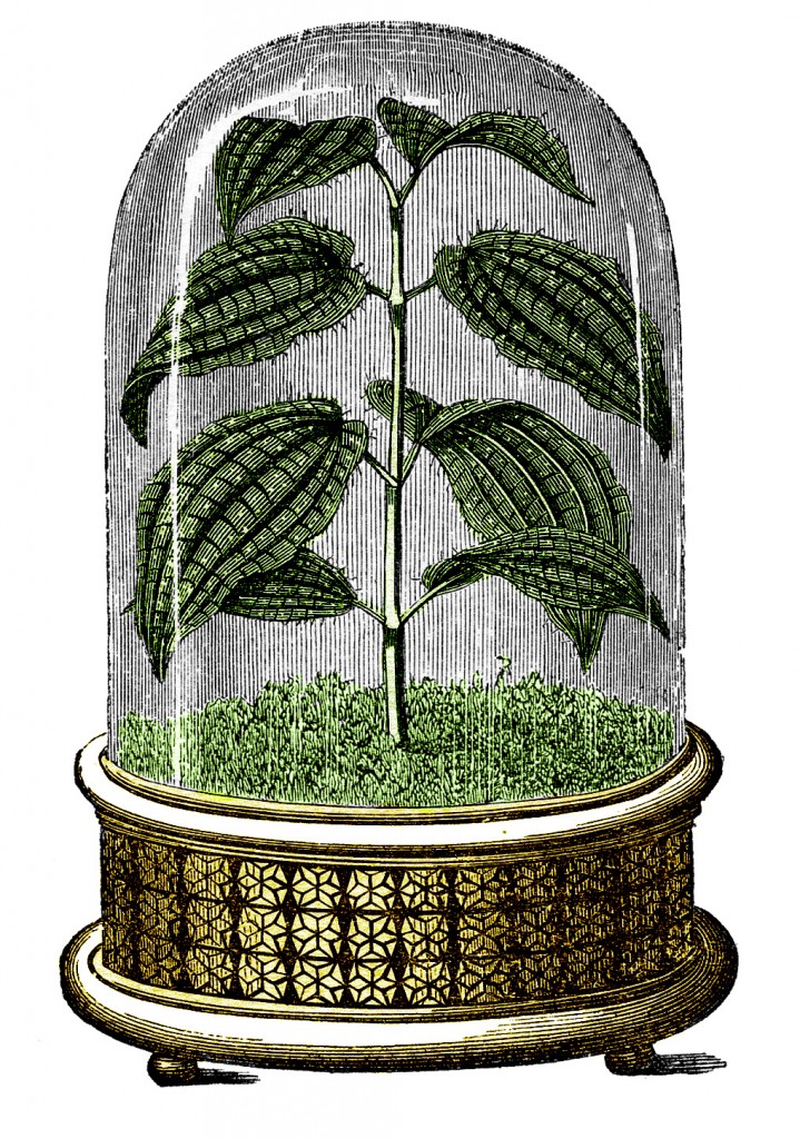 Vintage Cloche Image with plant