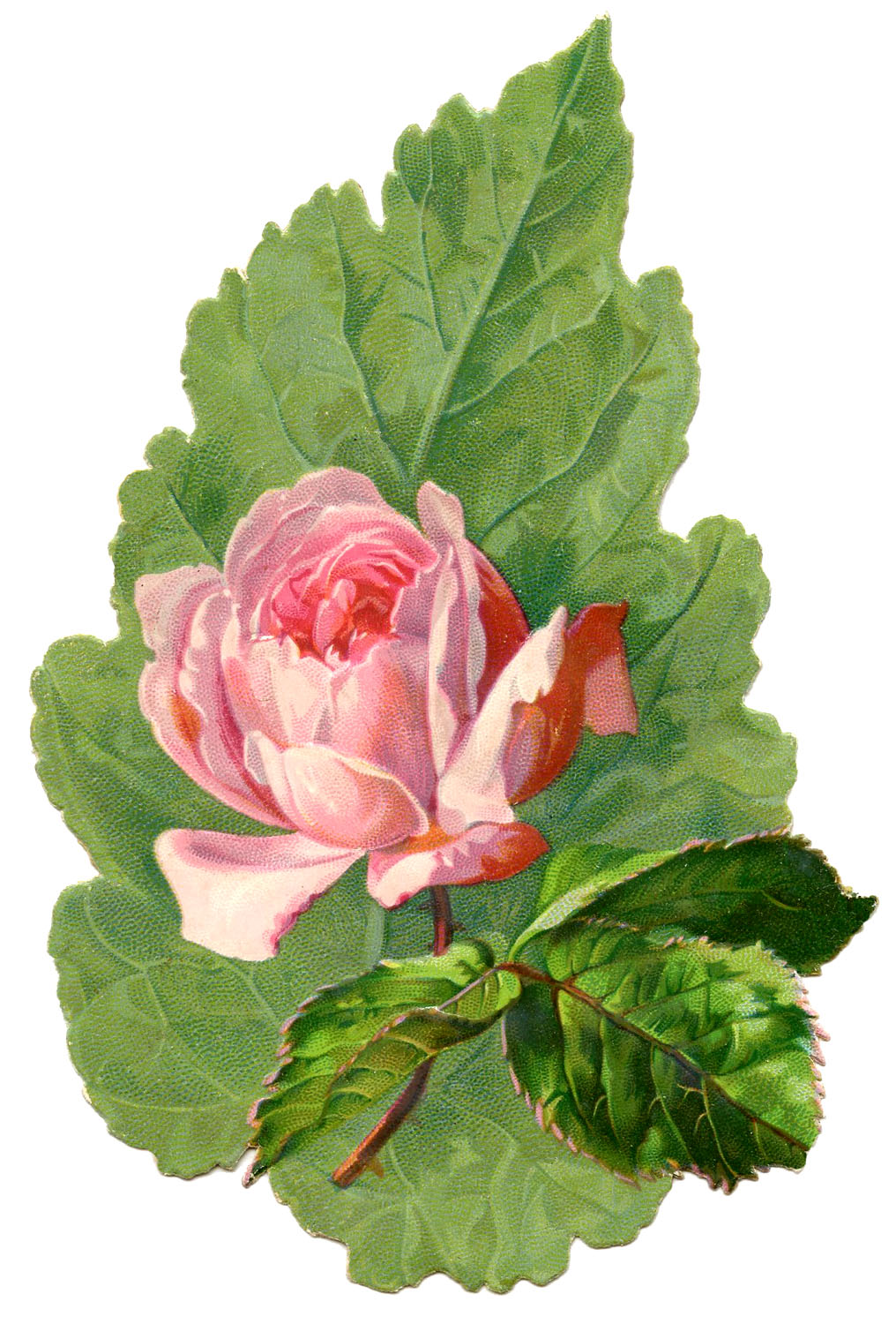Vintage Image - Extra Pretty Pink Rose with Leaf - The ...
