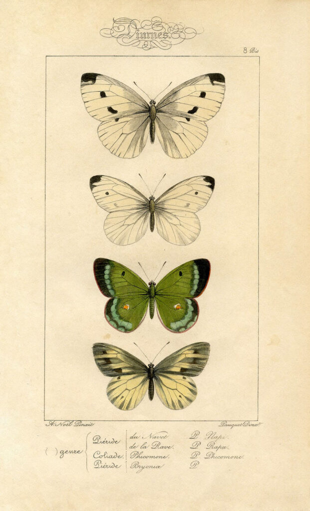 Natural History Butterfly Print