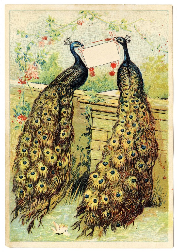 Twin Peacocks with Sign Image