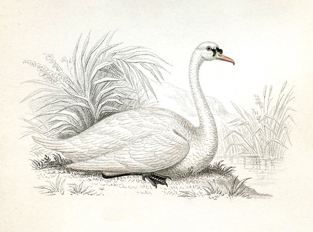 White Swan Illustration