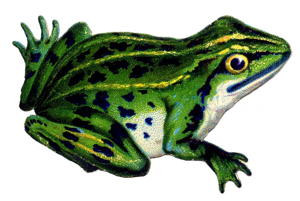 Vintage Frog Image