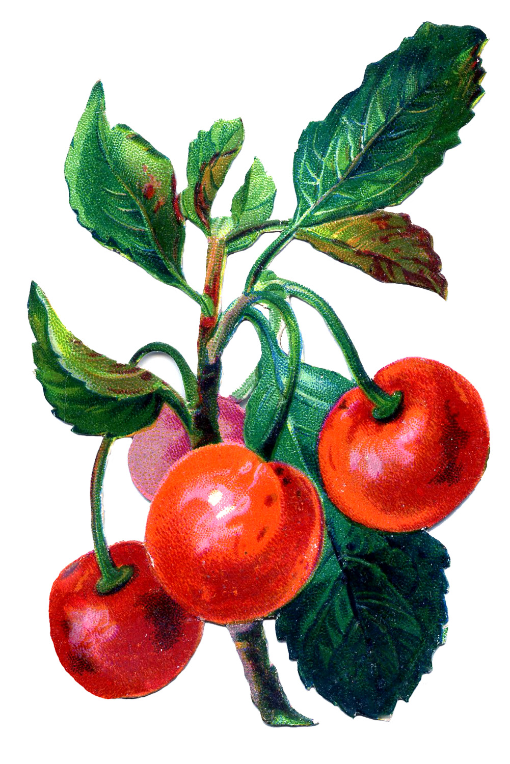 Vintage Fruit Graphic - Cherries - The Graphics Fairy